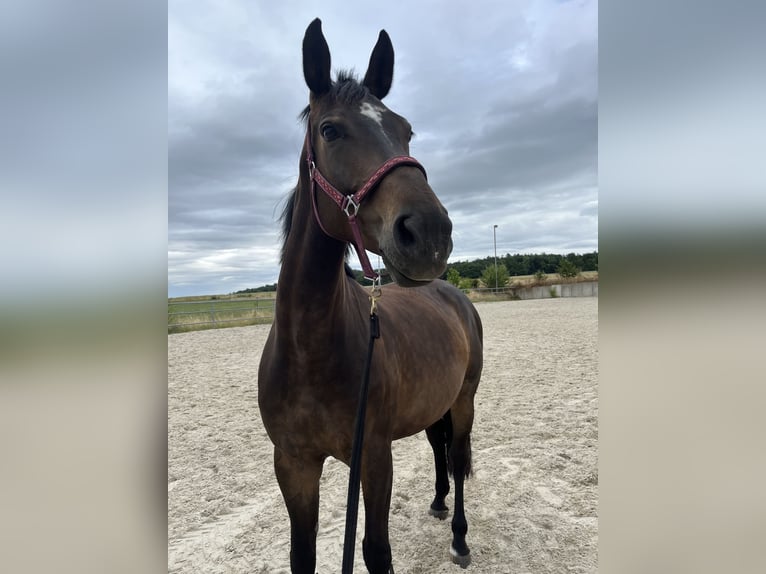 Westphalian Mare 10 years 16 hh Smoky-Black in Weil der Stadt