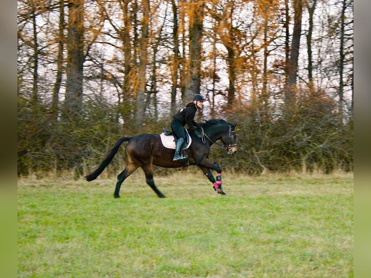 Westphalian Mare 10 years 16 hh Smoky-Black in Weil der Stadt