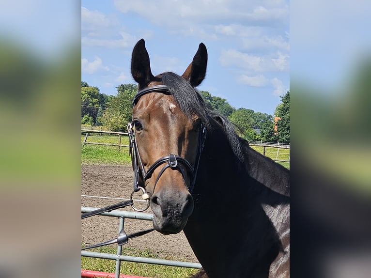 Westphalian Mare 10 years 16,1 hh Bay-Dark in Lienen