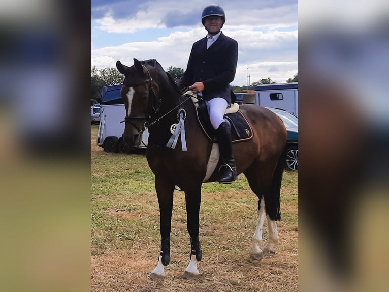 Westphalian Mare 10 years 16,1 hh Brown in Stemwede