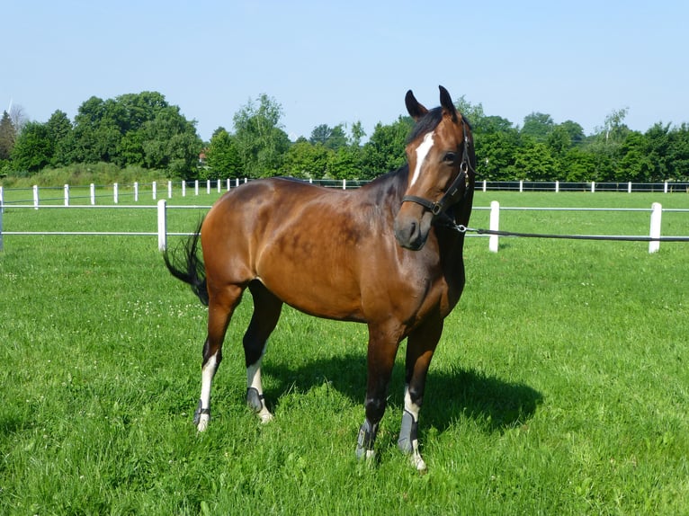Westphalian Mare 10 years 16,1 hh Brown in Stemwede