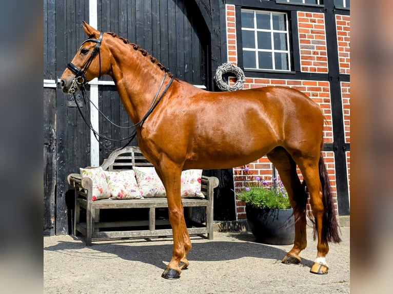 Westphalian Mare 10 years 16,1 hh Chestnut-Red in Coesfeld