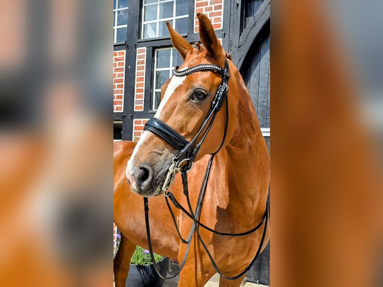 Westphalian Mare 10 years 16,1 hh Chestnut-Red in Coesfeld