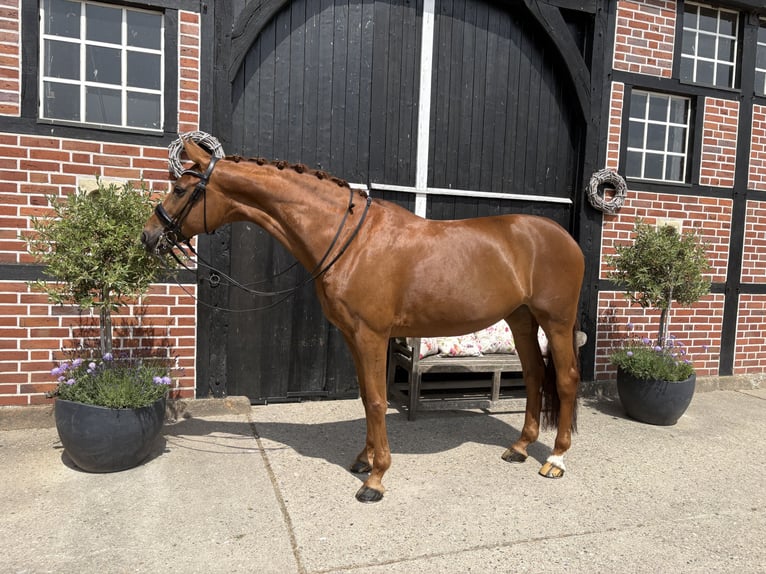 Westphalian Mare 10 years 16,1 hh Chestnut-Red in Coesfeld