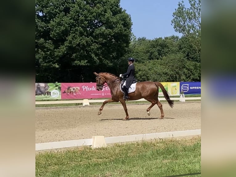 Westphalian Mare 10 years 16,1 hh Chestnut-Red in Coesfeld