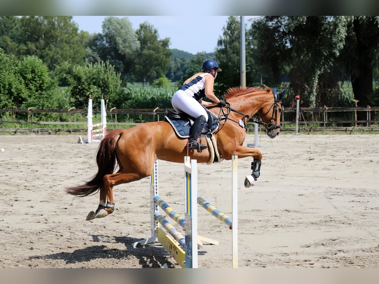 Westphalian Mare 10 years 16,1 hh Chestnut-Red in Nersingen