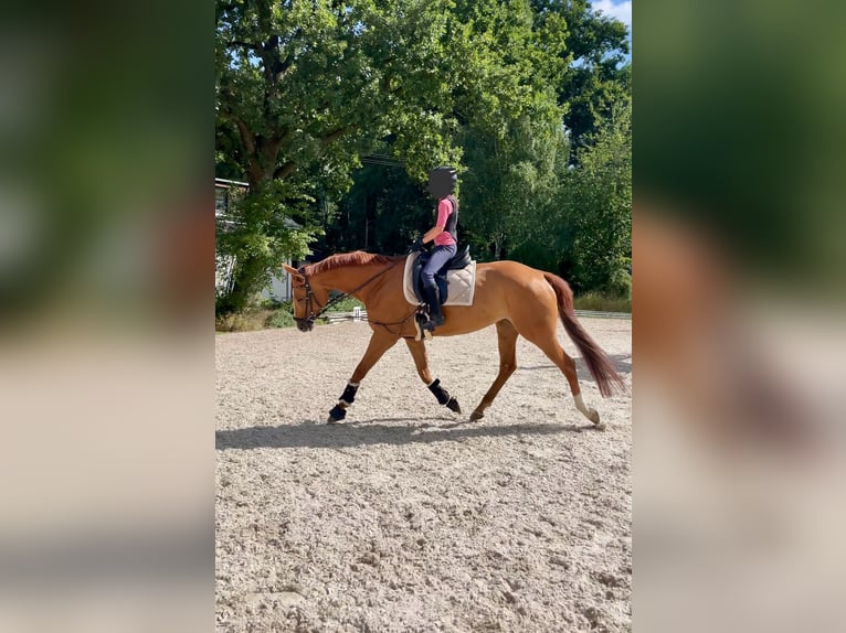 Westphalian Mare 10 years 16,1 hh Chestnut-Red in Nersingen