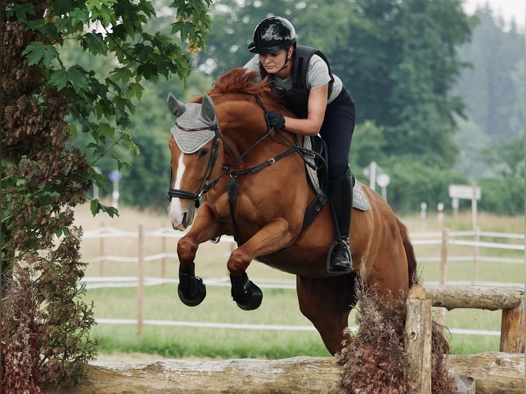 Westphalian Mare 10 years 16,1 hh Chestnut-Red in Nersingen