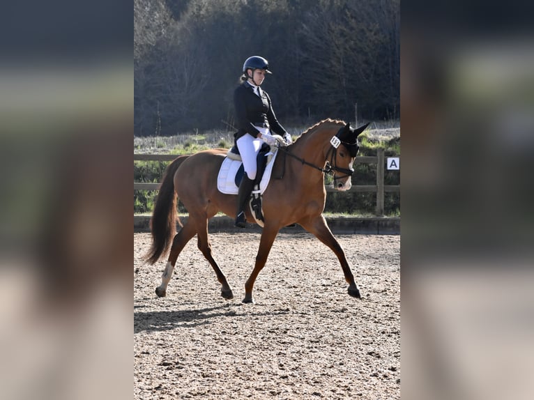 Westphalian Mare 10 years 16,1 hh Chestnut-Red in Nersingen