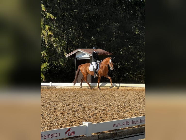 Westphalian Mare 10 years 16,1 hh Chestnut-Red in Nersingen