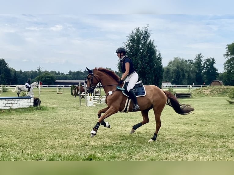 Westphalian Mare 10 years 16,1 hh Chestnut-Red in Nersingen