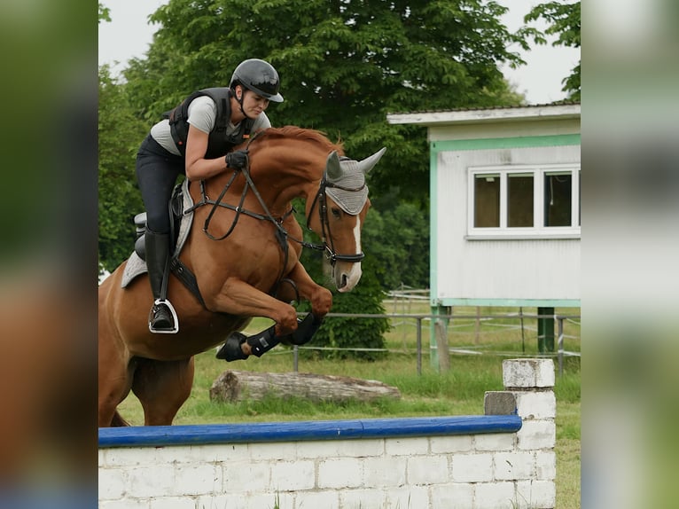 Westphalian Mare 10 years 16,1 hh Chestnut-Red in Nersingen