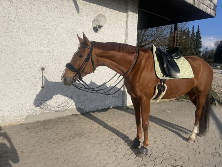 Westphalian Mare 10 years 16,1 hh Chestnut-Red in Nersingen
