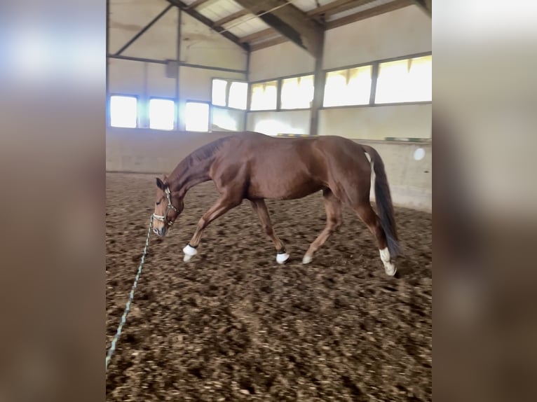 Westphalian Mare 10 years 16,1 hh Chestnut-Red in Nersingen
