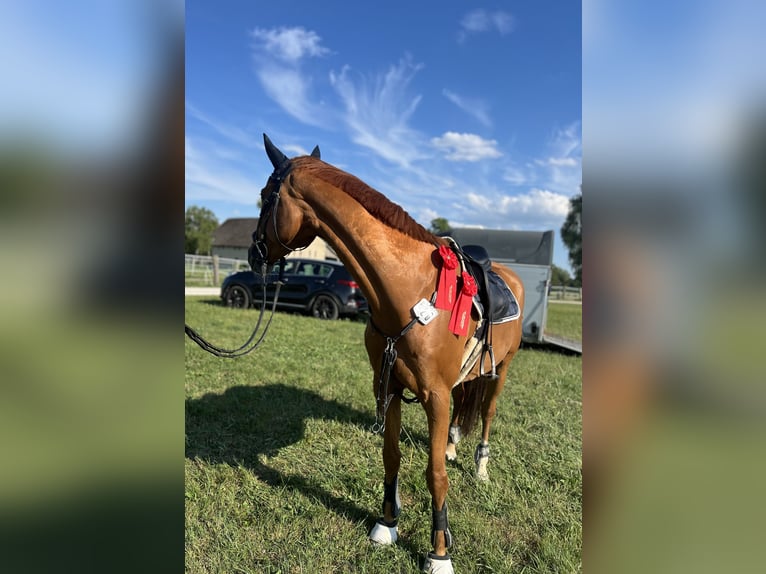 Westphalian Mare 10 years 16,1 hh Chestnut-Red in Nersingen