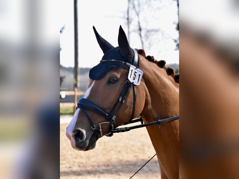 Westphalian Mare 10 years 16,1 hh Chestnut-Red in Nersingen