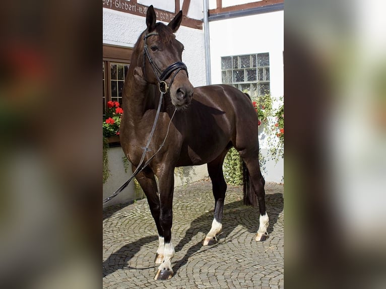 Westphalian Mare 10 years 16,2 hh Bay-Dark in Schmallenberg
