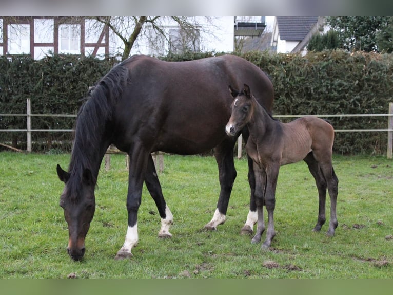 Westphalian Mare 10 years 16,2 hh Bay-Dark in Schmallenberg