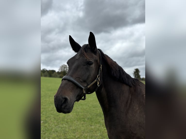 Westphalian Mare 10 years 16,2 hh Bay-Dark in Schmallenberg