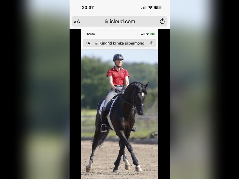 Westphalian Mare 10 years 16,2 hh Black in M&#xFC;nster