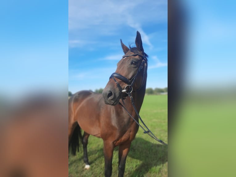 Westphalian Mare 10 years 16,2 hh Brown in Herford