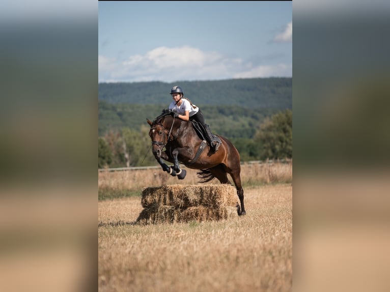 Westphalian Mare 10 years 16,2 hh Brown in Kenn