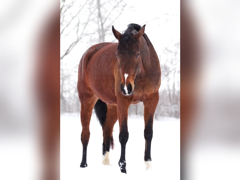 Westphalian Mare 10 years 16,2 hh Brown in Wenden