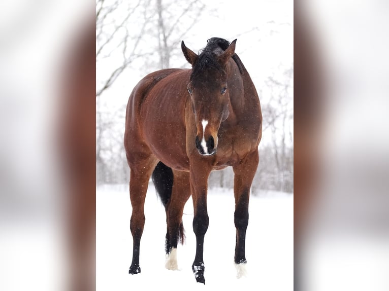 Westphalian Mare 10 years 16,2 hh Brown in Wenden