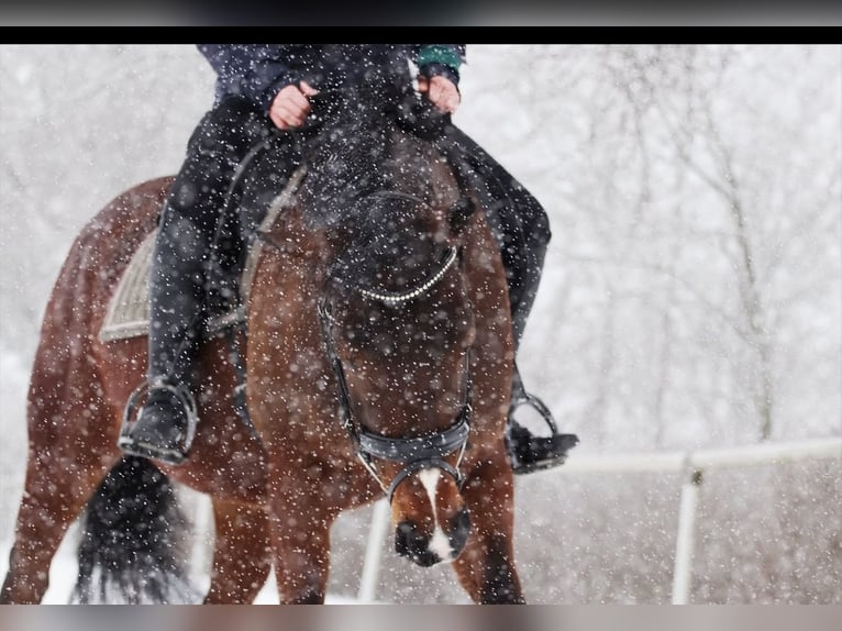 Westphalian Mare 10 years 16,2 hh Brown in Wenden