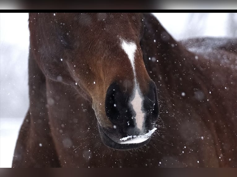 Westphalian Mare 10 years 16,2 hh Brown in Wenden