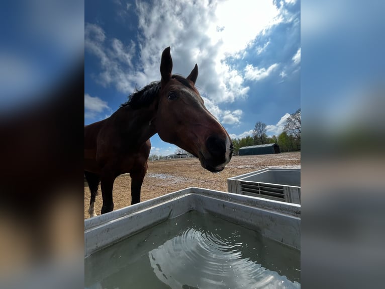 Westphalian Mare 10 years 16,2 hh Brown in Wenden