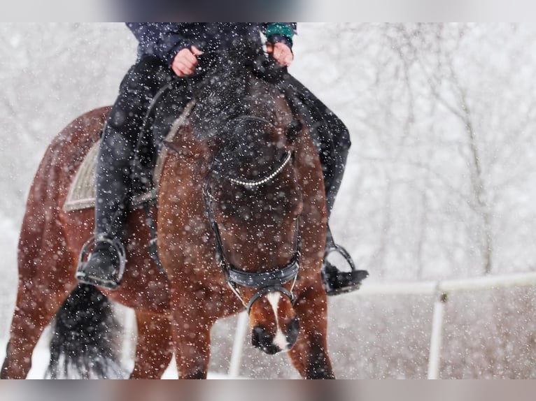 Westphalian Mare 10 years 16,2 hh Brown in Wenden