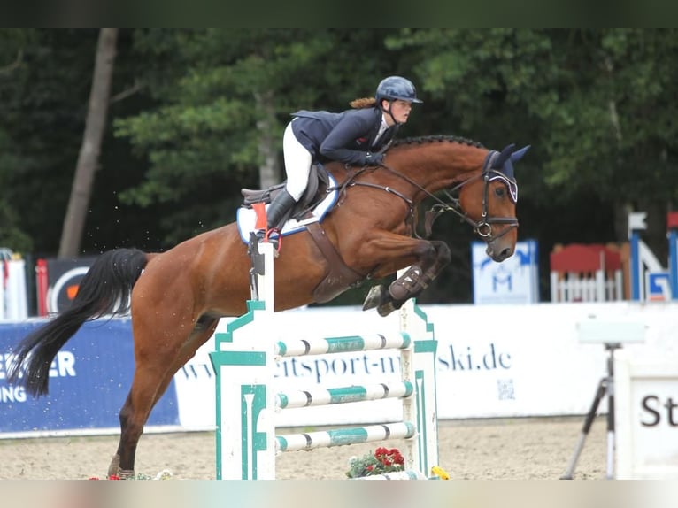 Westphalian Mare 10 years 16,2 hh Brown in Insel Poel