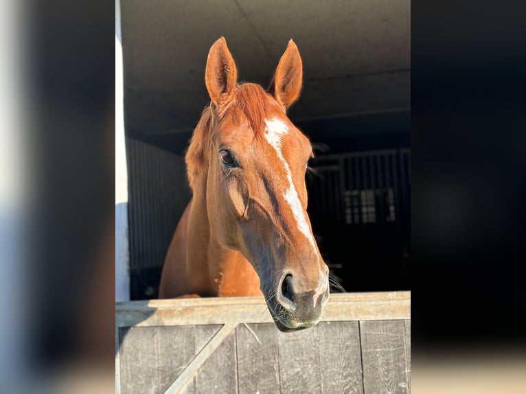 Westphalian Mare 10 years 16,2 hh Chestnut-Red in Alzenau in Unterfranken