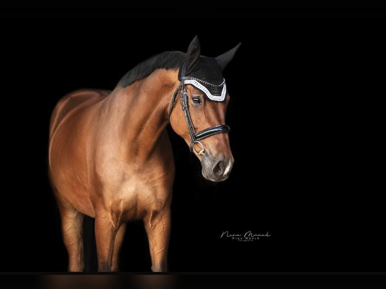 Westphalian Mare 10 years 16,3 hh Brown in Kümmersbruck Westphalian Mare 10 years 16,3 hh Brown in Kümmersbruck