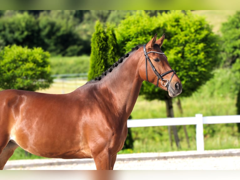 Westphalian Mare 10 years 16,3 hh Brown in Schw&#xE4;bisch Hall