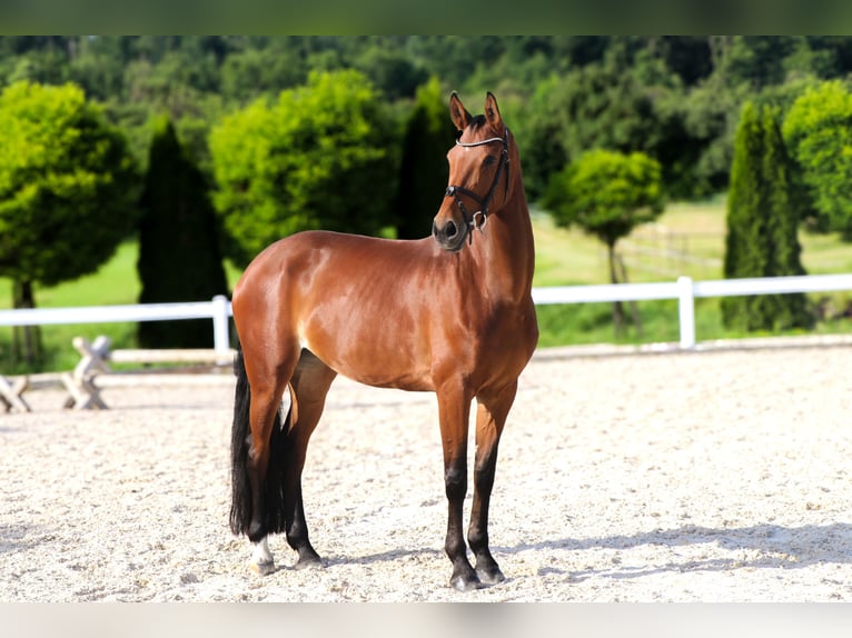 Westphalian Mare 10 years 16,3 hh Brown in Schw&#xE4;bisch Hall