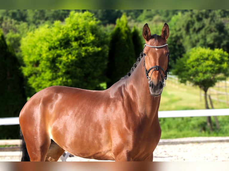 Westphalian Mare 10 years 16,3 hh Brown in Schw&#xE4;bisch Hall