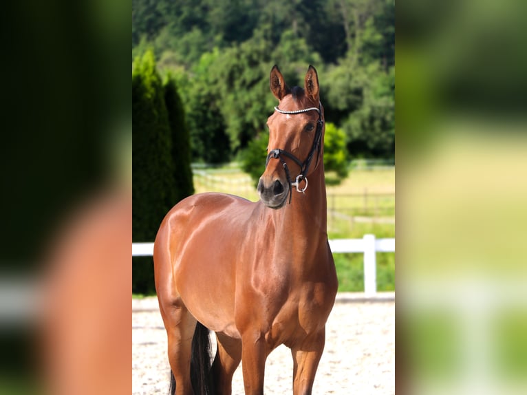 Westphalian Mare 10 years 16,3 hh Brown in Schw&#xE4;bisch Hall