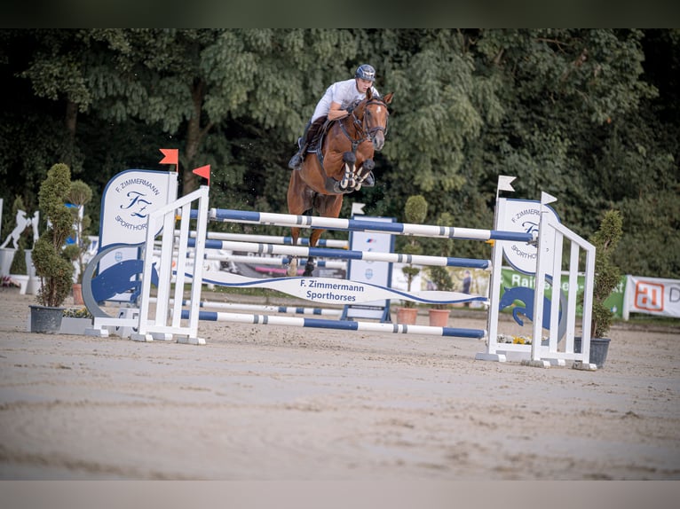 Westphalian Mare 10 years 16,3 hh Brown in Hürtgenwald