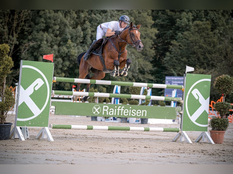 Westphalian Mare 10 years 16,3 hh Brown in Hürtgenwald