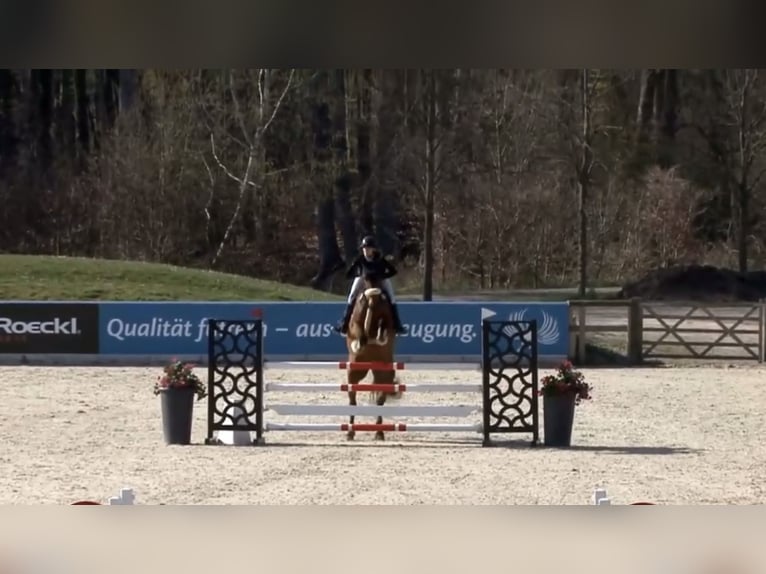 Westphalian Mare 10 years 17.1 hh Brown in Hasbergen