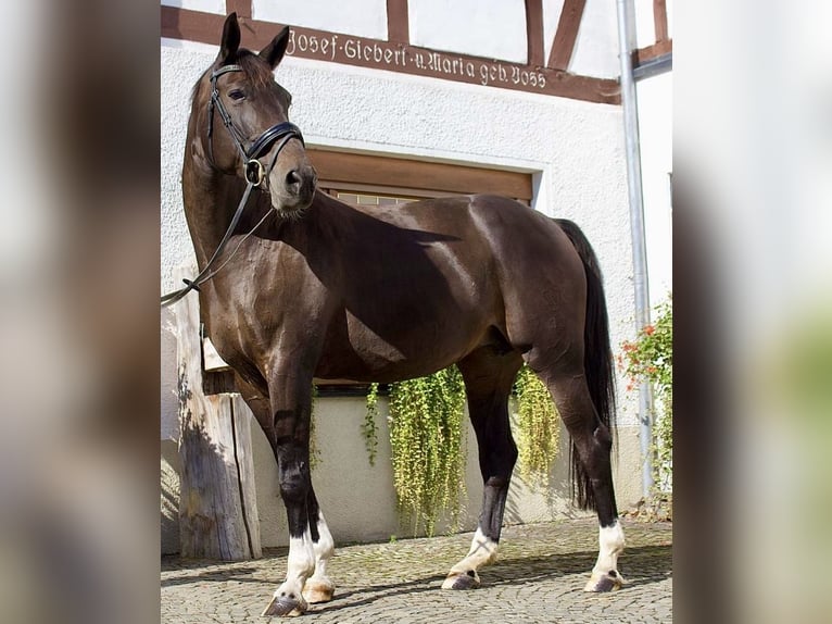 Westphalian Mare 10 years 17 hh Bay-Dark in Schmallenberg