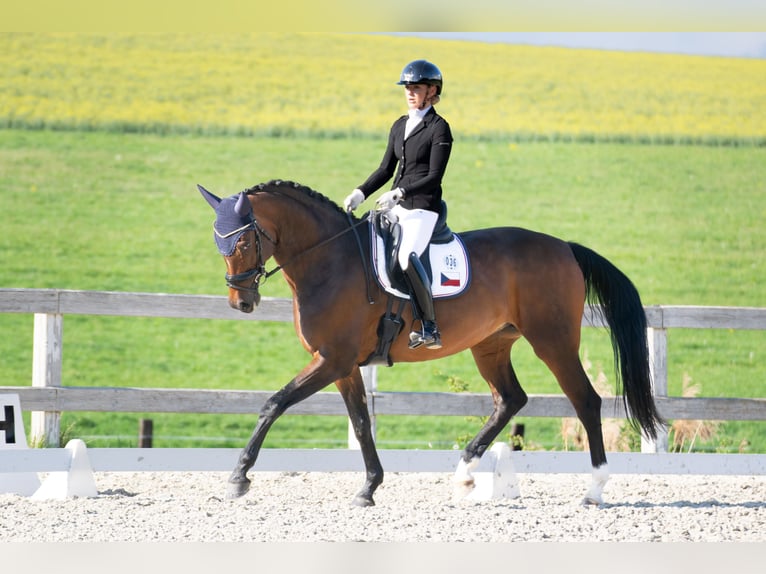 Westphalian Mare 10 years 17 hh Bay in Prague