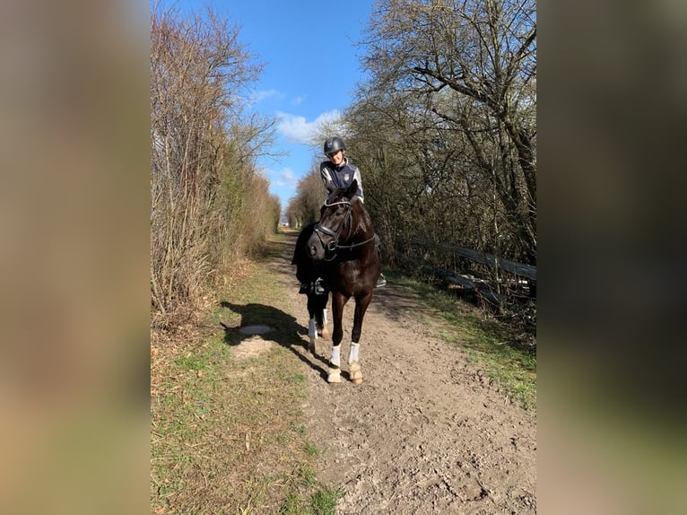 Westphalian Mare 10 years 17 hh Black in Heddesheim