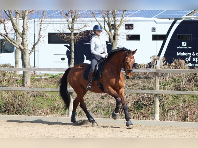 Westphalian Mare 10 years 17 hh Brown in Esens