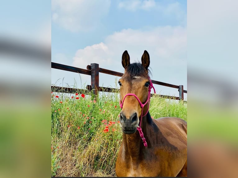 Westphalian Mare 10 years 17 hh Brown in Elsdorf