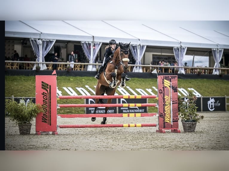 Westphalian Mare 10 years 17,1 hh Brown in Hasbergen