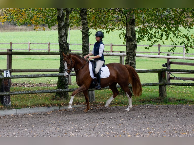 Westphalian Mare 10 years Chestnut-Red in Kleinenberg