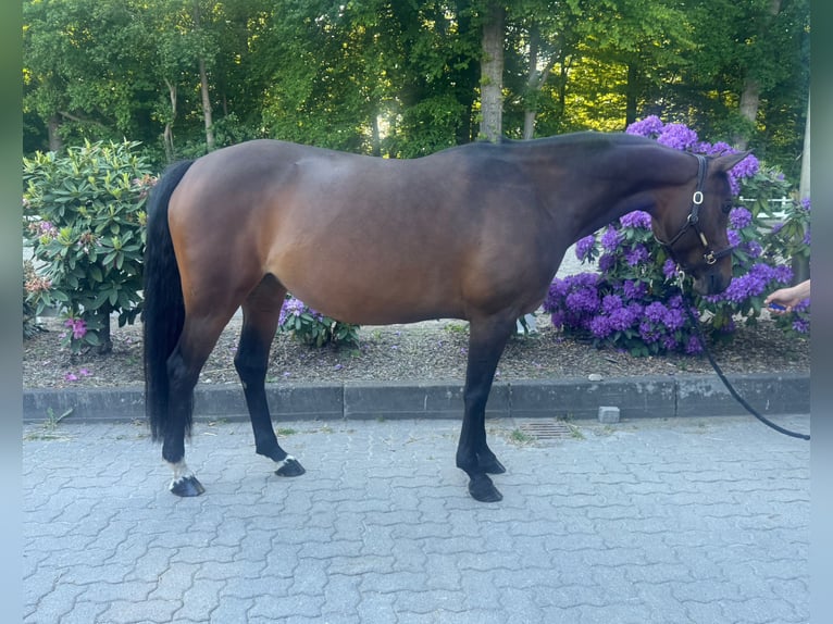 Westphalian Mare 11 years 14.3 hh Brown in Schenefeld
